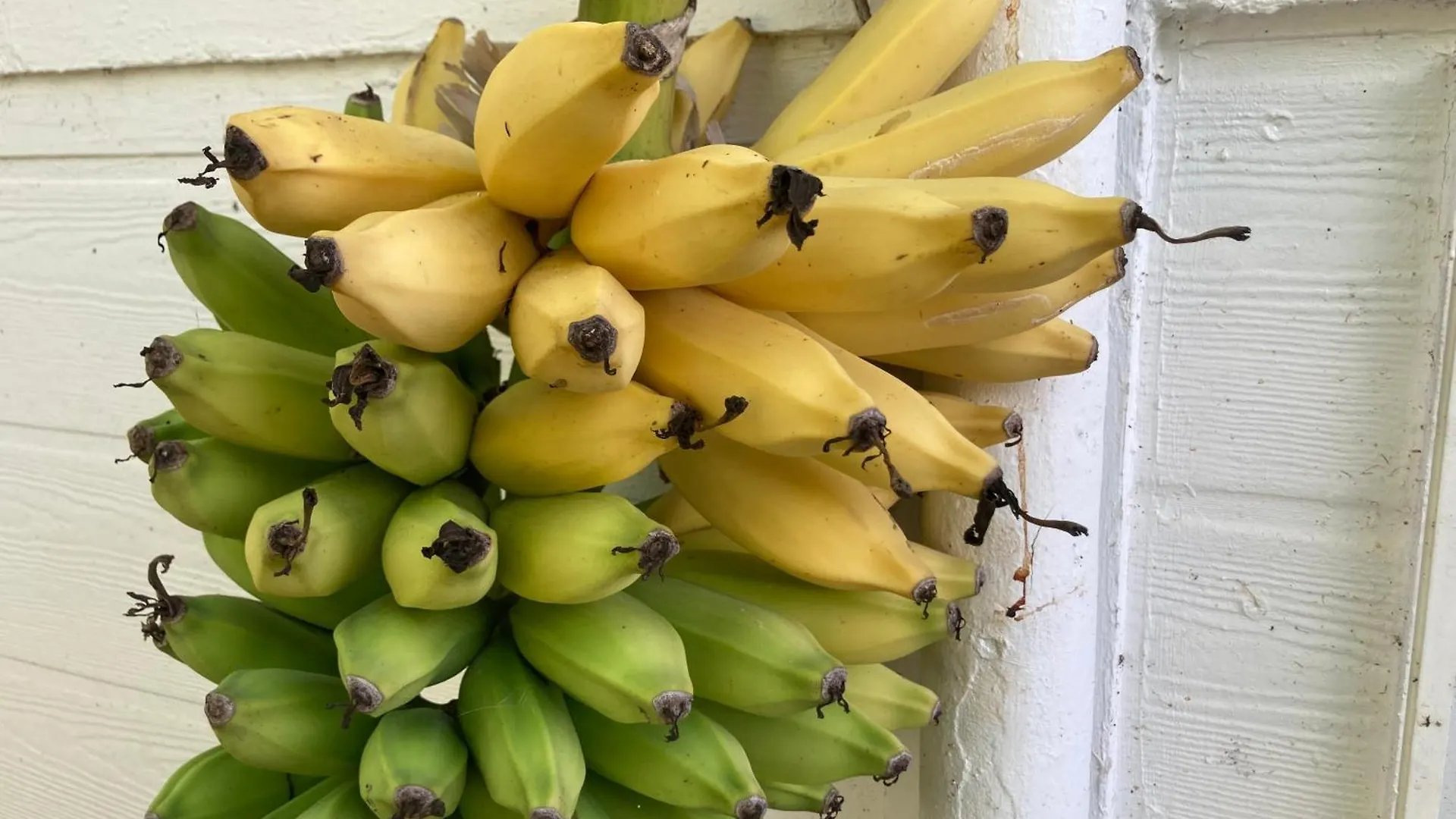 Hilo Bay Oceanfront Bed And Breakfast לינה וארוחת בוקר