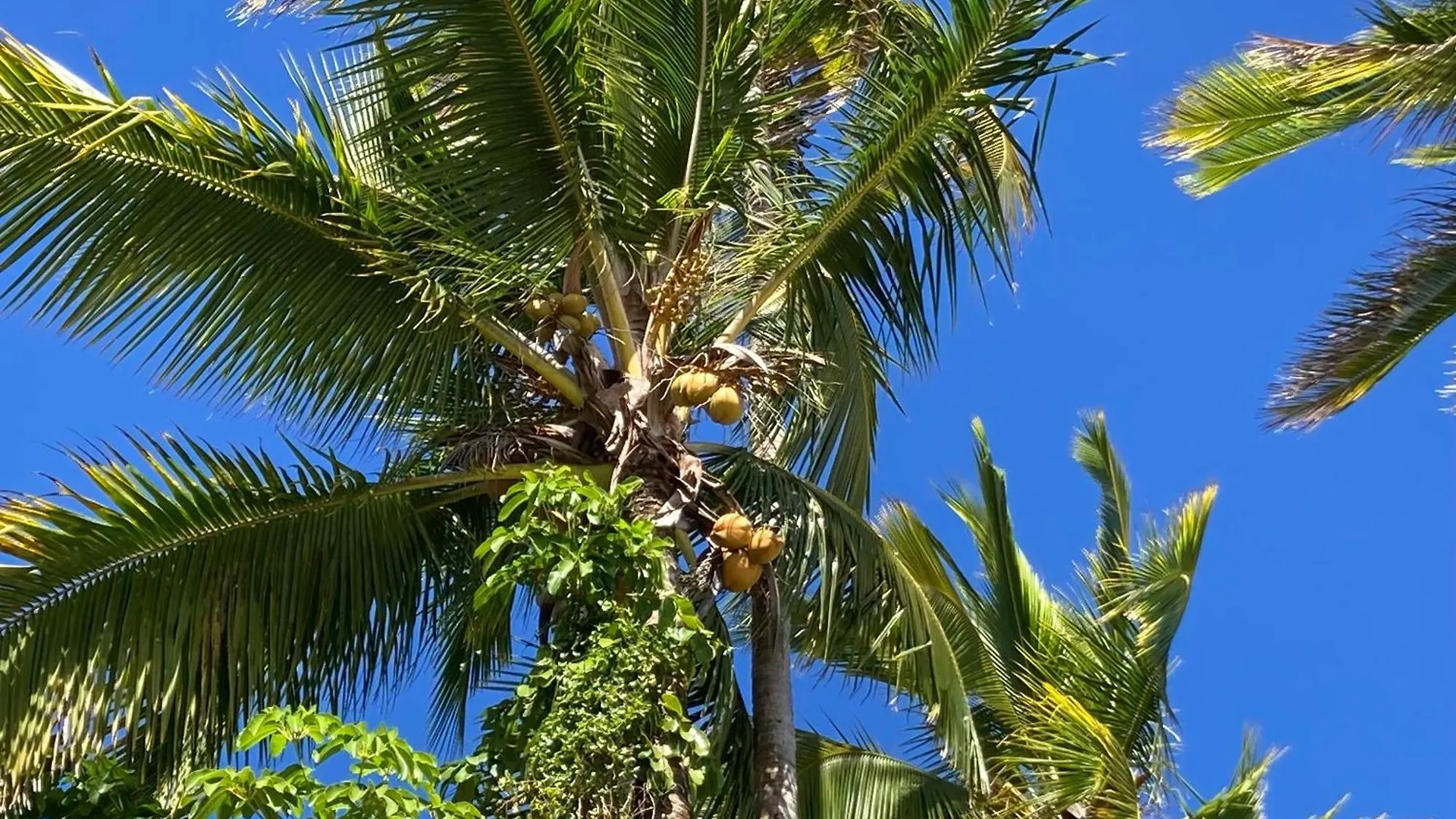 Hilo Bay Oceanfront Bed And Breakfast 3*,  ארצות הברית