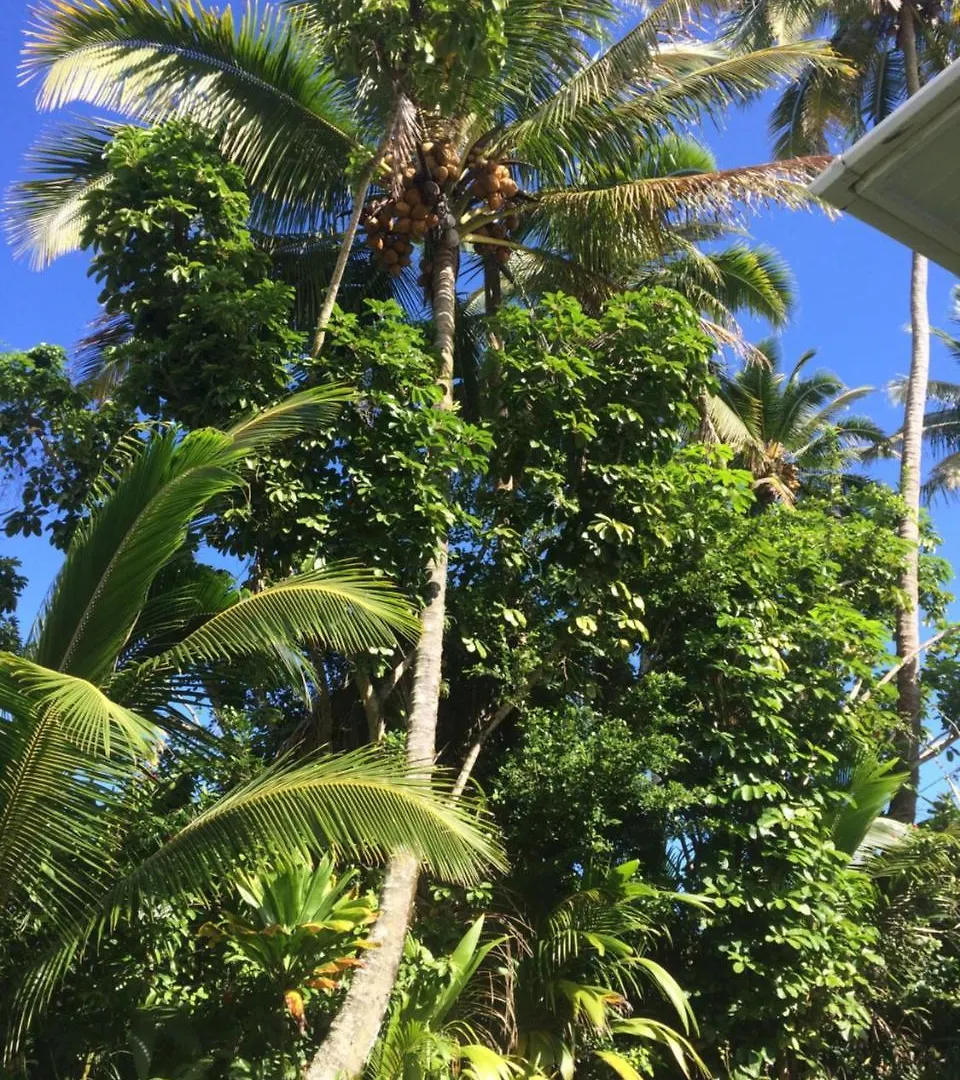 Hilo Bay Oceanfront Bed And Breakfast Couette-café
